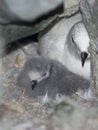 Snow petrel chick in the nest among rocks.