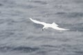 Snow Petrel in a Snow blizzard