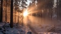 Winter Forest: A Misty And Enchanting Capture Of Nature\'s Beauty