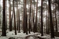 Snow in the pine forest. Mysterious scene Royalty Free Stock Photo