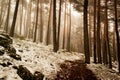 Snow in the pine forest. Mysterious scene Royalty Free Stock Photo