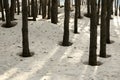 Snow in a pine forest in spring