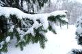 Snow On Pine Needles Royalty Free Stock Photo