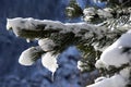 Snow on pine needles Royalty Free Stock Photo