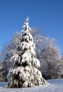 Snow on pine tree