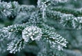 Snow on Pine Tree