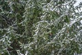 Snow on pine tree branches in winter park  Ukraine Royalty Free Stock Photo