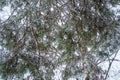 Snow on pine tree branches in winter park  Ukraine Royalty Free Stock Photo