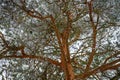 Snow on pine tree branches in winter park, Ukraine Royalty Free Stock Photo