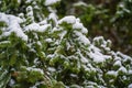 Snow on pine tree branches in winter park, Ukraine Royalty Free Stock Photo
