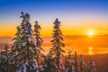 Snow on the pine tree with golden sunset backgrounds Royalty Free Stock Photo