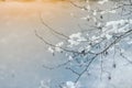 Snow On Pine Tree Leaves During Sunset Royalty Free Stock Photo
