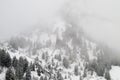 Snow on pine tree mountain, horizontal orientation Royalty Free Stock Photo