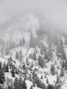 Snow on pine tree mountain, vertical orientation Royalty Free Stock Photo