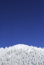 Snow pine trees on mountain Royalty Free Stock Photo