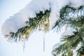 Snow and icicle on pine twig Royalty Free Stock Photo