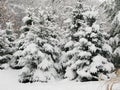 Snow on Pines