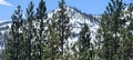 Snow pines lake tahoe winter Royalty Free Stock Photo