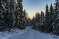 Snow pines norway