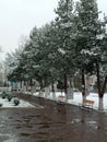 Snow pines and trees