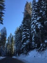 Snow pines Yosemite winter