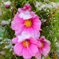Snow on pink blooming flower fall season nature details Royalty Free Stock Photo
