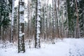 Snow in piny and fir forest. Royalty Free Stock Photo
