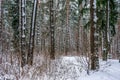 Snow in piny and fir forest. Royalty Free Stock Photo