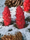 Snow Plant