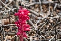 Snow Plant Sarcodes sanguinea blooming in a forest in Yosemite National Park, Sierra Nevada mountains, California