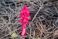 Snow Plant Sarcodes sanguinea blooming with in Lassen Volcanic National Park, northern California