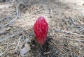 Snow plant Sarcodes sanguinea