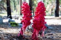 Snow Plant Sarcodes sanguinea