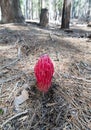 Snow plant Sarcodes sanguinea Royalty Free Stock Photo