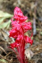 Snow plant, Yosemite, Yosemite National Park, Sarcodes sanguinea