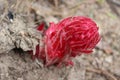 Snow plant, Yosemite, Yosemite National Park