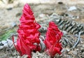 Snow plant, Yosemite, Yosemite National Park, Sarcodes sanguinea