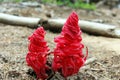 Snow plant, Yosemite, Yosemite National Park, Sarcodes sanguinea