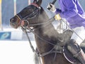 Snow Polo details pictures from a match Royalty Free Stock Photo