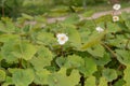Snow poppy, Eomecon chionantha, flowering plants Royalty Free Stock Photo