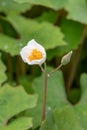 Snow poppy, Eomecon chionantha, flower close-up Royalty Free Stock Photo