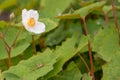 Snow poppy Eomecon chionantha, flowering plant with spider Royalty Free Stock Photo