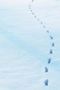 Snow Prints Royalty Free Stock Photo