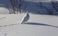 Snow Ptarmigan Bird Tracks Winter Canada Rocky Mountains Royalty Free Stock Photo