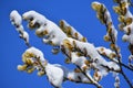 Snow on Pussy Willow Branches Royalty Free Stock Photo