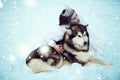 Snow-queen. Fairy tale girl with Huskies or Malamute. Beautiful snow queen witn dogs. Christmas Royalty Free Stock Photo