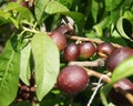 Snow Queen Nectarine, Prunus persica var nucipersica 'Snow Queen'