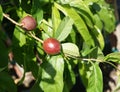 Snow Queen Nectarine, Prunus persica var nucipersica 'Snow Queen'