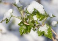 Snow on raspberry leaf spring Royalty Free Stock Photo