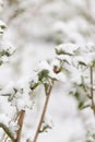 Snow on raspberry leaf spring Royalty Free Stock Photo